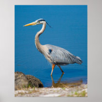 Blue Heron Wading Print