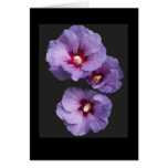Blue Hibiscus Greetings Card