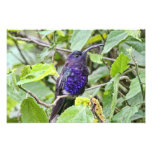 Blue Hummingbird Photo