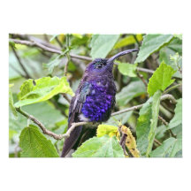 Blue Hummingbird Photo Custom Invites