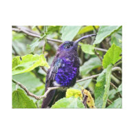Blue Hummingbird Photo Gallery Wrap Canvas