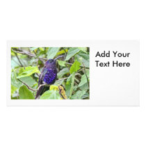 Blue Hummingbird Photo Personalized Photo Card