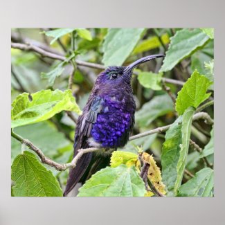 Blue Hummingbird Photo Posters