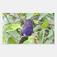 Blue Hummingbird Photo Rectangle Sticker