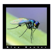 Blue Hunter posters