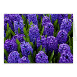 Blue Hyacinth Greeting Cards