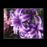 Blue Hyacinth I Postcard