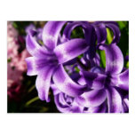 Blue Hyacinth I Postcard