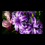 Blue Hyacinth I Print