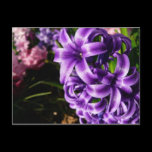 Blue Hyacinth II Postcard