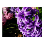 Blue Hyacinth II Postcard