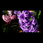 Blue Hyacinth II Print