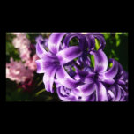 Blue Hyacinth Photo Print