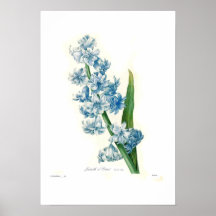 Blue Hyacinth Poster