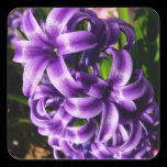 Blue Hyacinth Sticker
