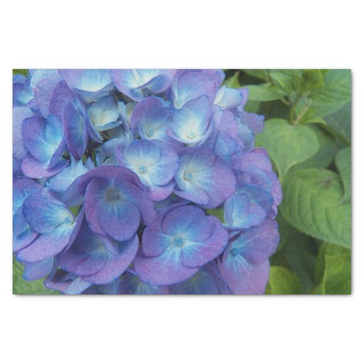 Blue Hydrangea Blossoms Floral Tissue Paper Zazzle