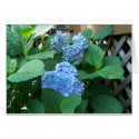 Blue Hydrangea cards