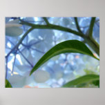 Blue Hydrangea Floral Fine Art Prints Flowers
