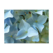 Blue Hydrangea Flower II Postcard by Itayasdesigns Blue Hydrangea Flower II Postcard