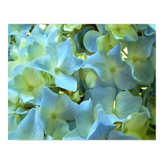 Blue Hydrangea Flower III Canvas Print print