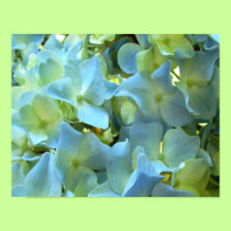Blue Hydrangea Flower III Canvas Print posters