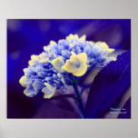 Blue Hydrangea Flower Photography Poster Print