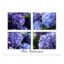 Blue Hydrangea mix, Blue Hydrangeas posters by sisterliz Blue Hydrangea mix, Blue Hydrangeas posters