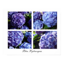 Blue Hydrangea mix, Blue Hydrangeas posters by sisterliz Blue Hydrangea mix, Blue Hydrangeas posters