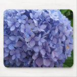 Blue Hydrangea Blue Hydrangea