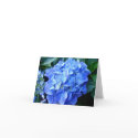 Blue Hydrangea Note Card
