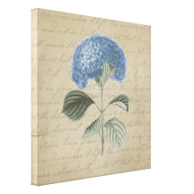Blue Hydrangea on Vintage Calligraphy Gallery Wrapped Canvas