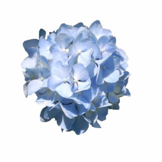 Blue Hydrangea zazzle_photosculpture