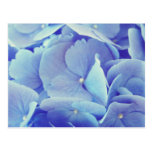 Blue Hydrangea Post Cards