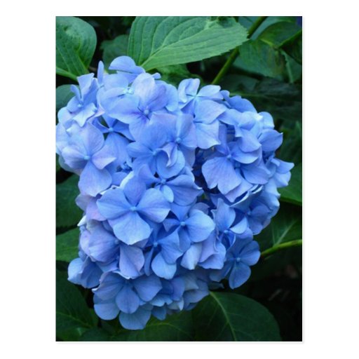 Blue Hydrangea Post Cards