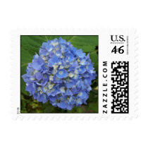 Blue Hydrangea postage by closphotos Blue Hydrangea postage
