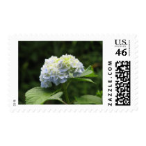 Blue Hydrangea postage