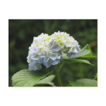 Blue Hydrangea postcards