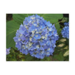 Blue -Hydrangea Post Cards
