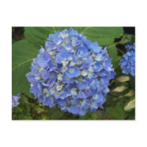Blue -Hydrangea postcards by closphotos Blue -Hydrangea postcards