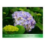 Blue Hydrangea Postcard
