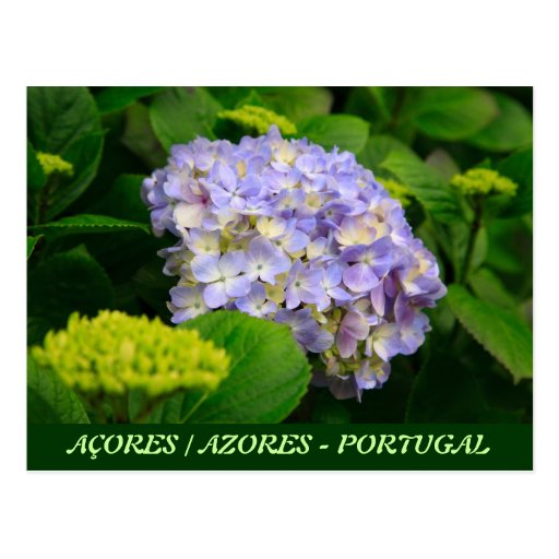 Blue Hydrangea Postcards