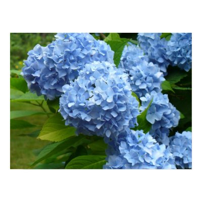 Blue Hydrangea Poster by cgriffin723