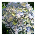 Blue Hydrangea posters