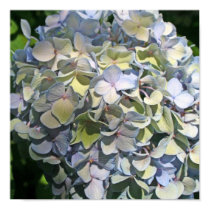 Blue Hydrangea posters by nolanfamily Blue Hydrangea posters