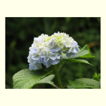 Blue Hydrangea posters