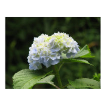 Blue Hydrangea posters by lalagniappe Blue Hydrangea posters