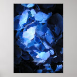 Blue Hydrangea - Poster