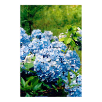 Blue Hydrangea posters by DHendrickson Blue Hydrangea posters