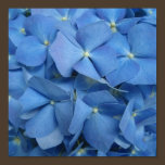 Blue Hydrangea Print