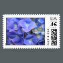 Blue Hydrangea Stamp
